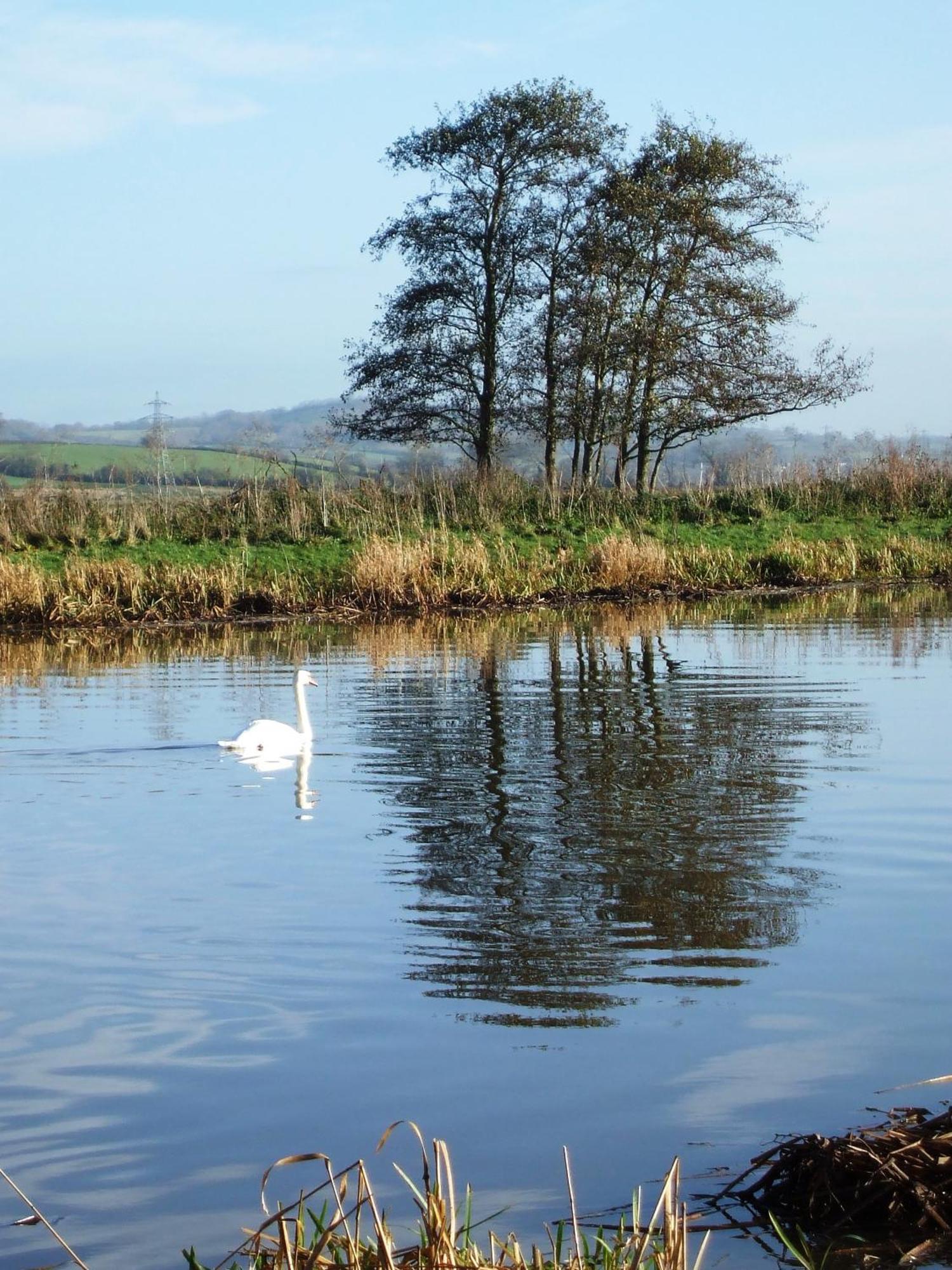 The Bower Inn Bridgwater Ngoại thất bức ảnh Swans on the River Wye